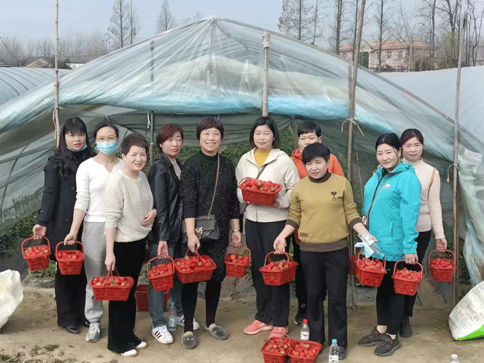 三八妇女节摘草莓